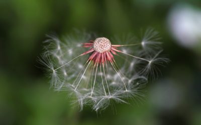 CARE PROVIDER STRESS – EMOTIONAL STRESS