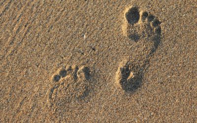 REFLEXOLOGY/ENERGY WORK – August 2018