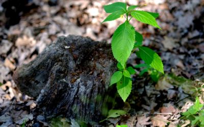 GROUNDING: What does it mean?
